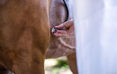 JFHF3K Close up on the stethoscope resting on horses heart. Image shot 05/2016. Exact date unknown.