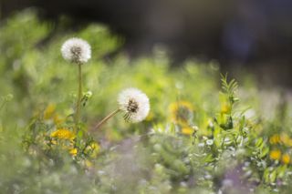 dandelions and weeds