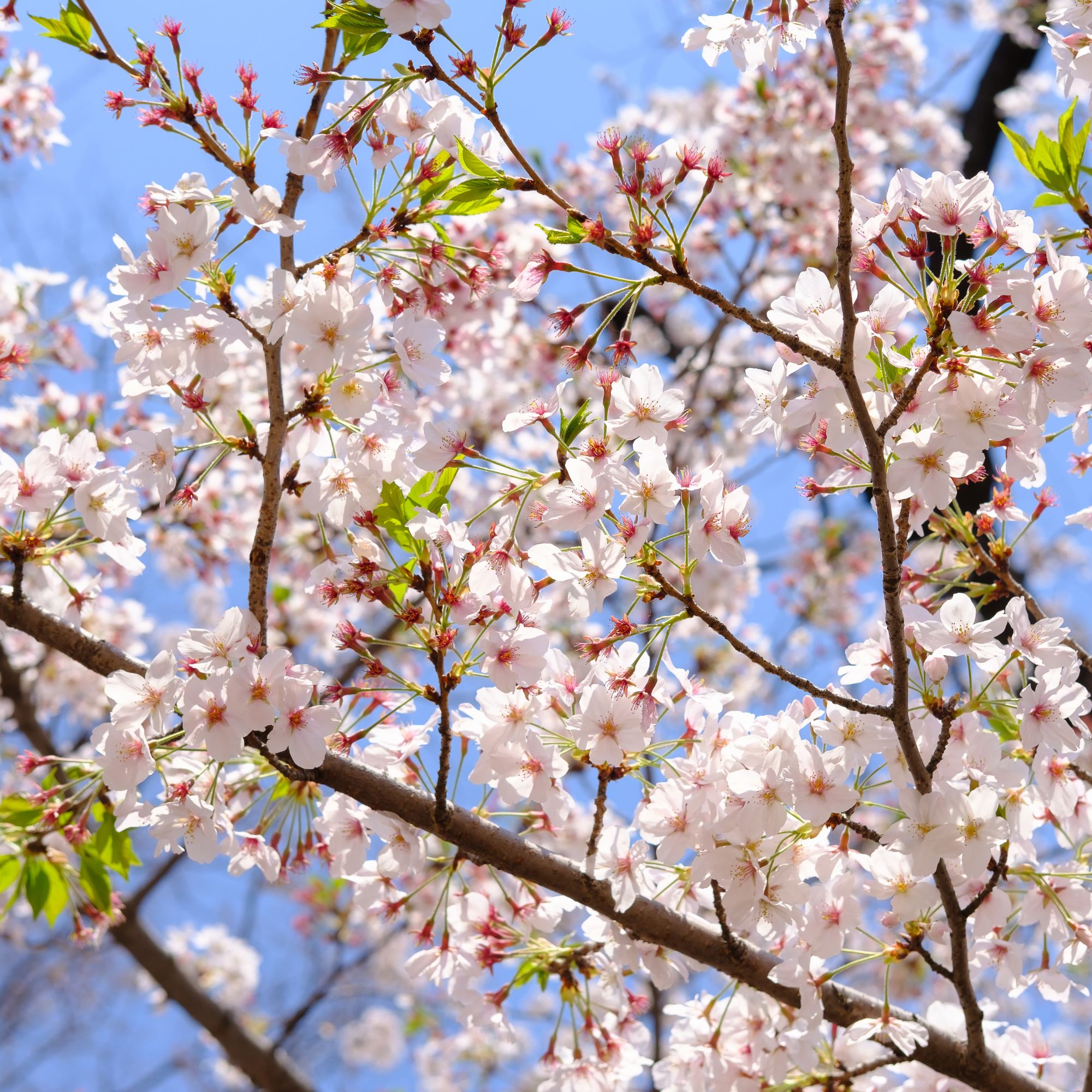Fuji cherry multi-stem tree
