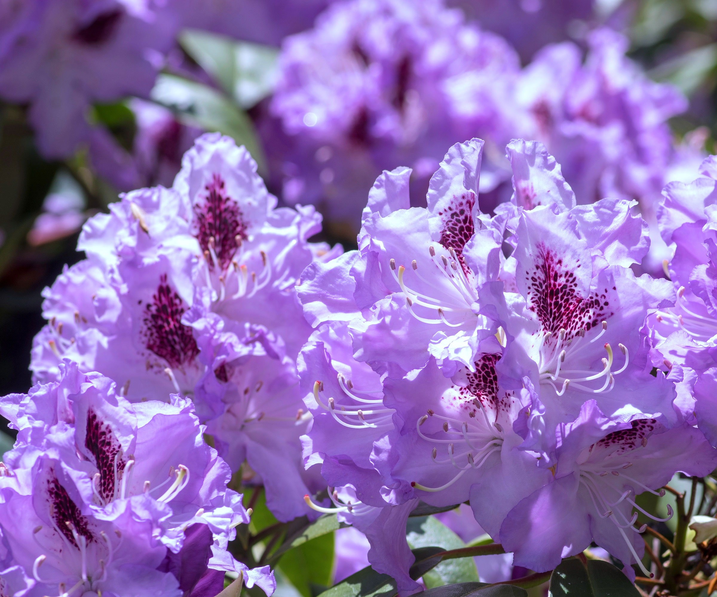 rhododendron Blue Peter with purple blue flowers