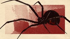 Photo collage of a black widow spider