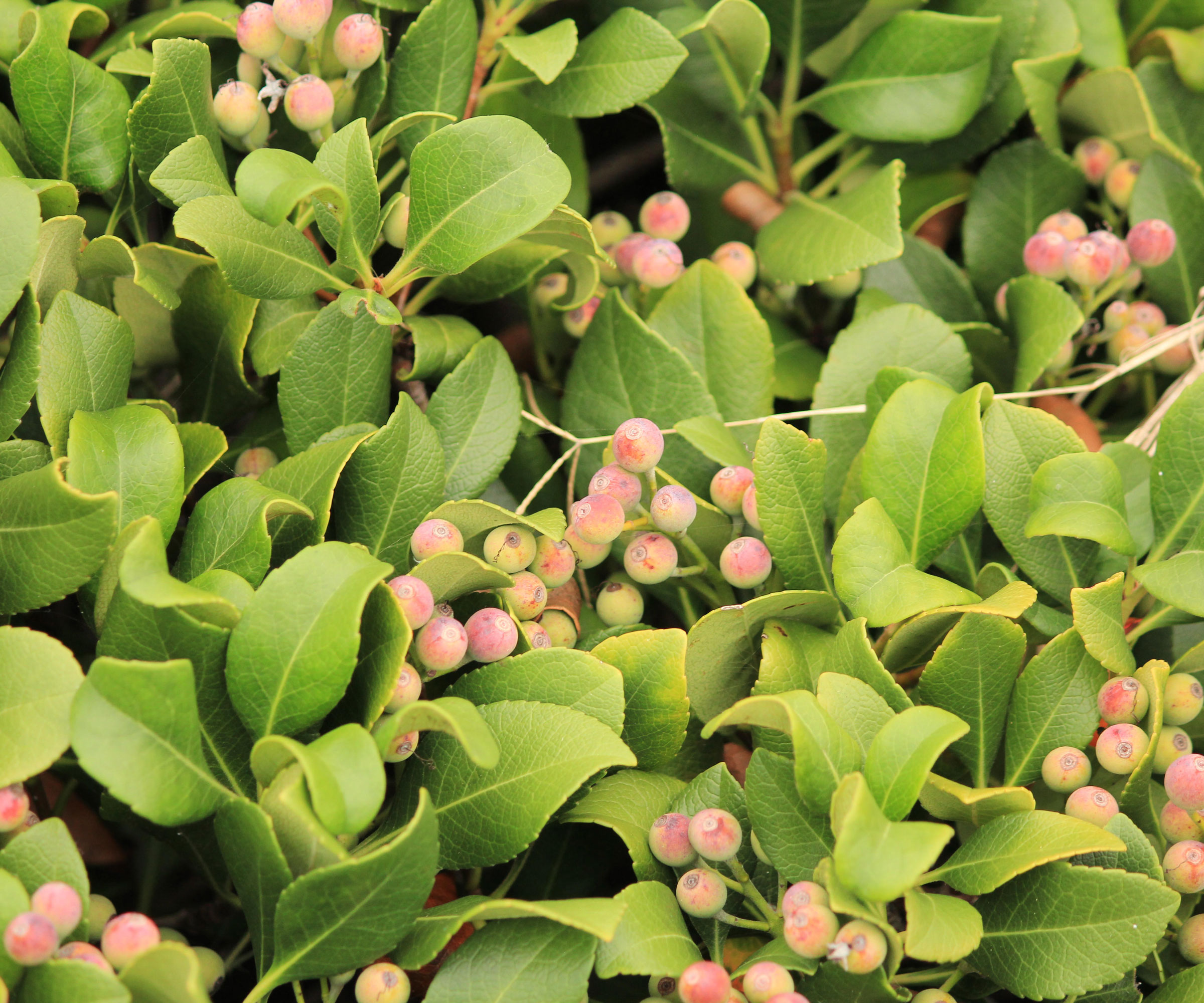 Southern wax myrtle with pale berries
