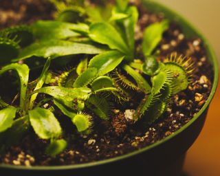Close up of a Venus fly trap in a moss-green pot with aerated soil