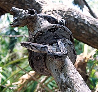 A boa constrictor found on Crawl Cay Island, to the northeast of Belize City in the Caribbean. These boas are very unusual and rare: dwarf snakes that max out at about 5 feet long, making them easier to work with in the lab.