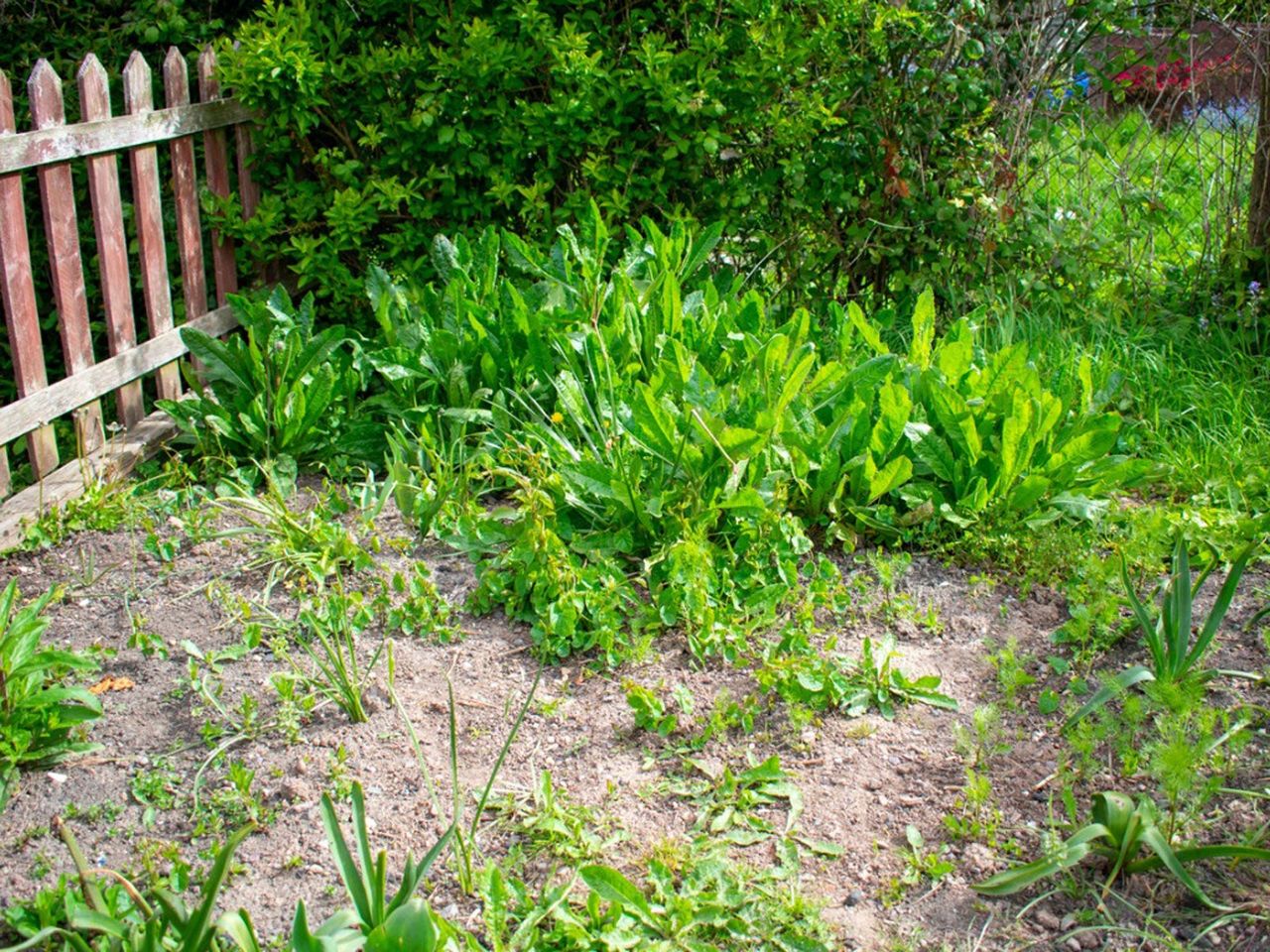 Dried Up Dirt In A Vegetable Garden