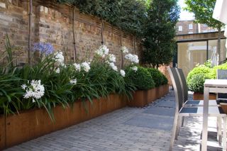 shade garden ideas: agapanthus