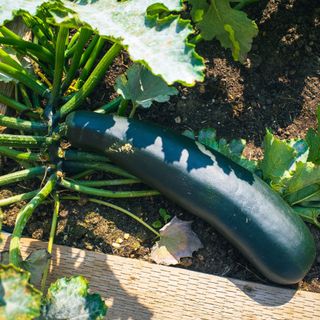 A courgette growing along the ground