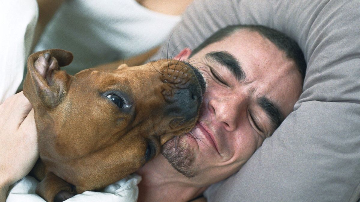 Dog licking man&#039;s face