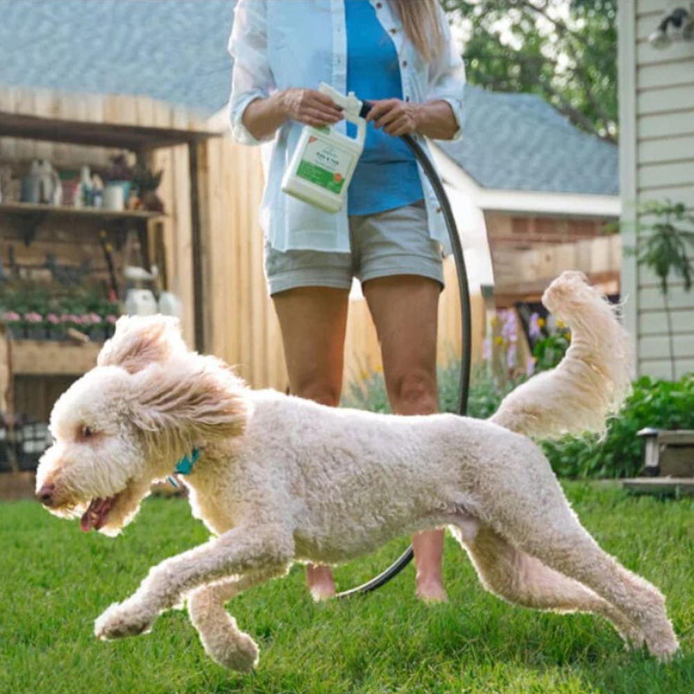 A white dog playing in a grass garden with someone stood behind holding a bottle of Wondercide spray