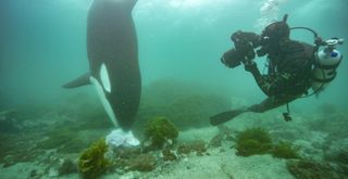 The new documentary "Secrets of the Whales" delves into the lives of ocean leviathans on Disney Plus and National Geograhic.