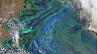 A satellite photo of the ocean off the coast of Argentina filled with green swirls of phytoplankton