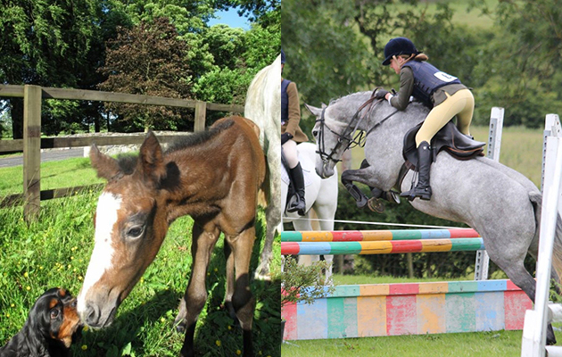&ldquo;This is Rathbawn Salacia, aka Sally pictured as a foal and now as a seven-year-old. She is a homebred three-quarters Connemara. She was born bay, like her sire Grange Kings Surf&rdquo; &mdash; Isobel Reynolds