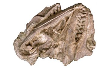Early reptile skull