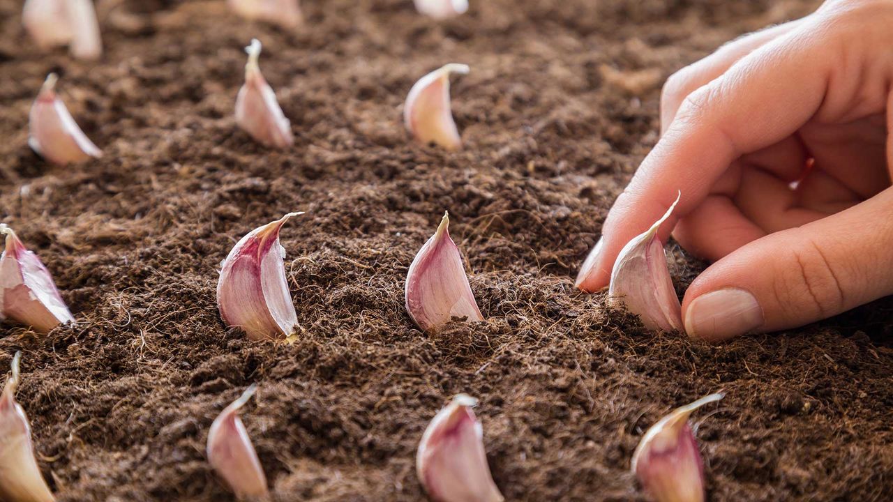 how to grow garlic – planting garlic cloves in soil