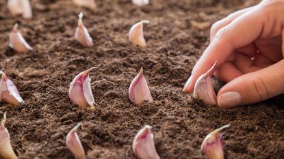 how to grow garlic – planting garlic cloves in soil