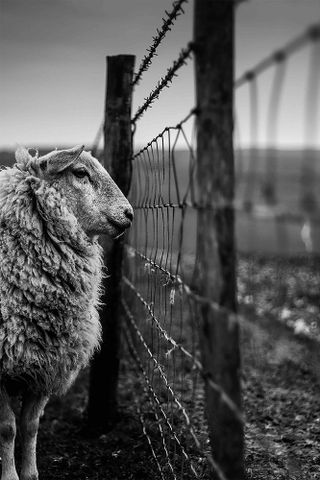 Joshua Elphick won the 'Young Landscape Photographer of the Year' title for his image 'Counting Sheep'