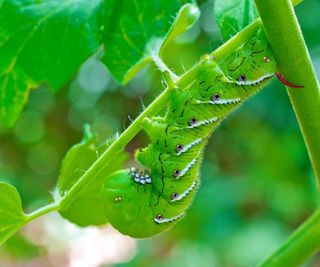 Tomato hornworm caterpillar eating a tomato plant