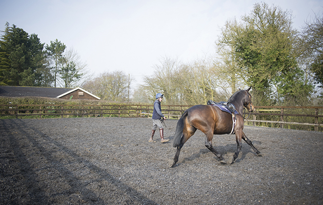 How to lunge a horse: top tips