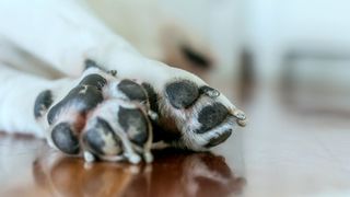 Up close image of a dog's paws