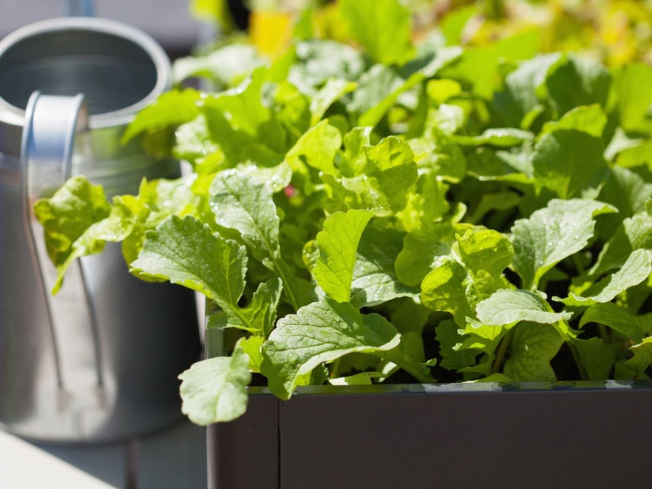 Radishes Growing In Containers In The Garden