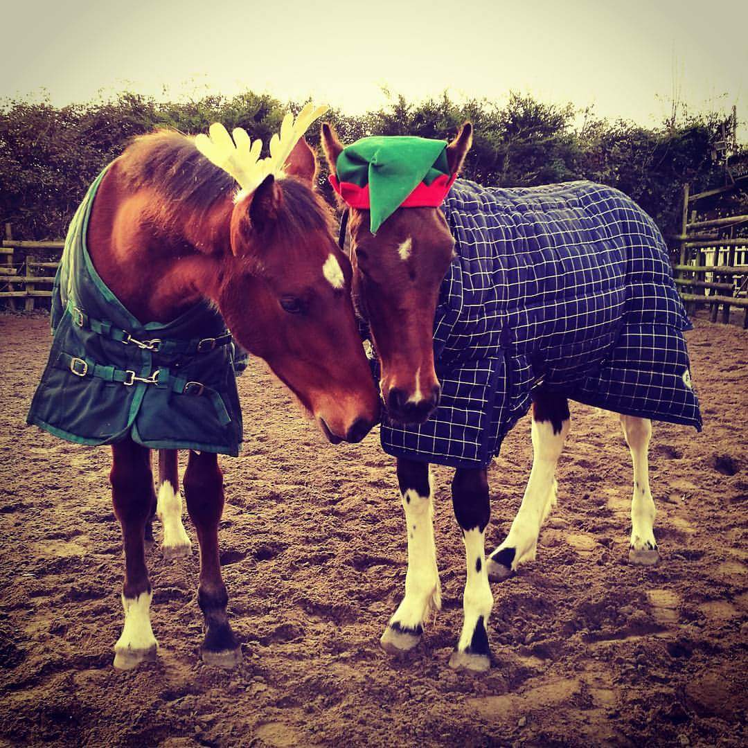 Tracey Bayes&rsquo; seven-month-old Colts Xanthos the reindeer and Dragonfly the elf