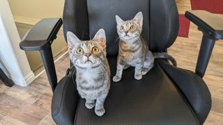 Kittens on E-Win Calling Series Gaming Chair