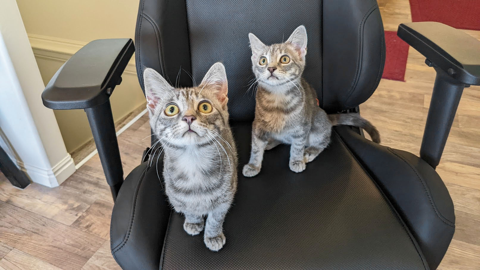 Kittens in the E-Win Calling Series Gaming Chair