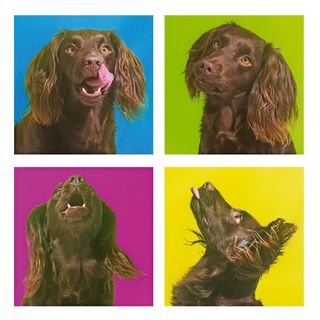 It's International Dog Day! Try shooting some 'pup art' pet portraits