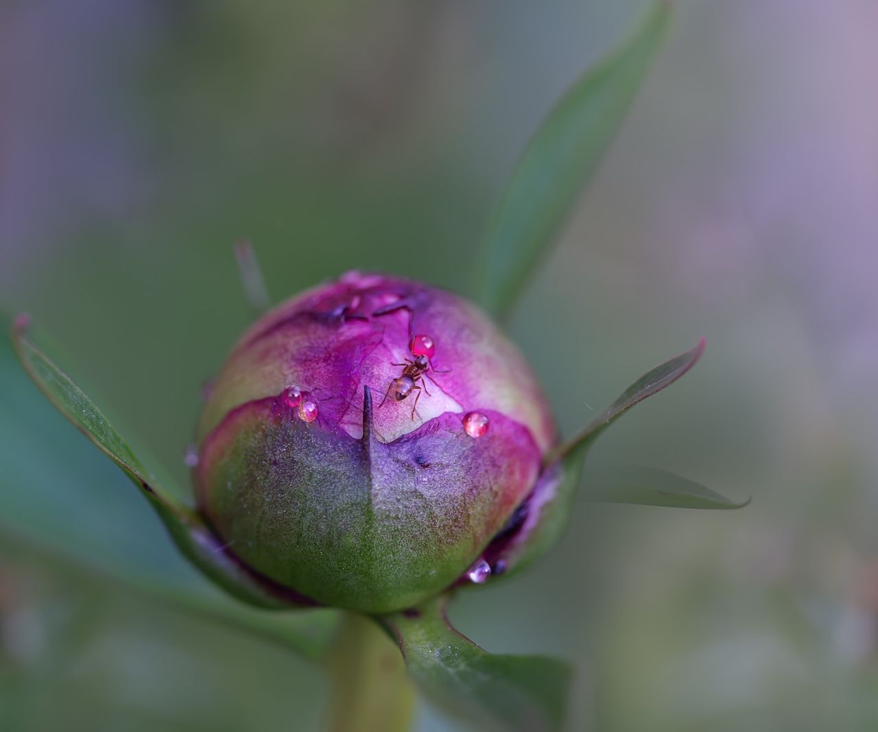 Do peonies attract ants? Why these insects love peony buds Homes