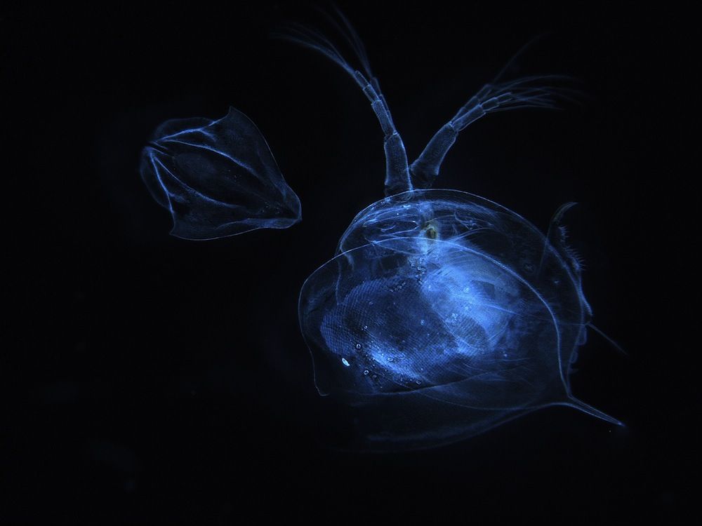 Daphnia magna water flea molts.