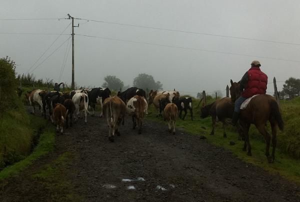 A bunch of cows, led by a real cowboy, cross the road between racers