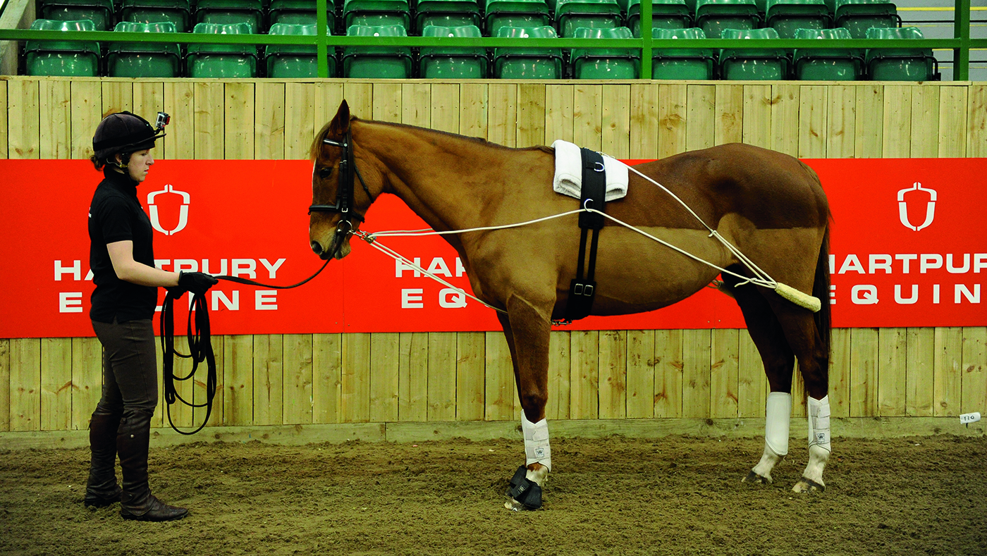 how to lunge a horse