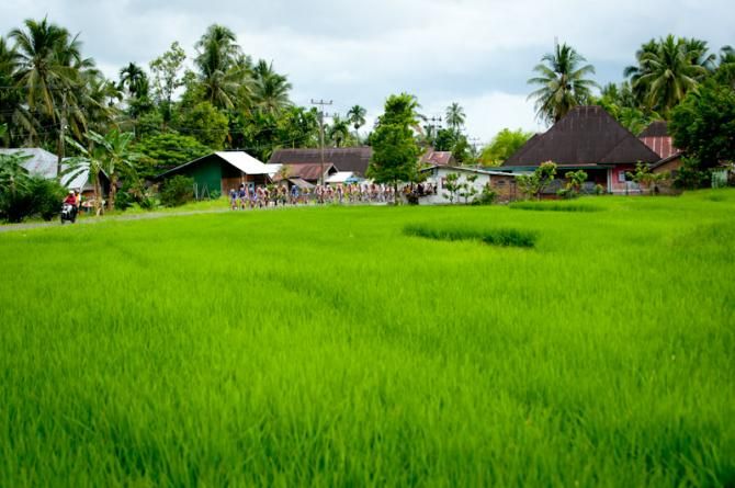 A fertile rice paddy in Sumatra island, Indonesia