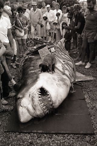 black and white photo showing a huge great white shark dead on a shore after it was caught and killed with people surrounding it