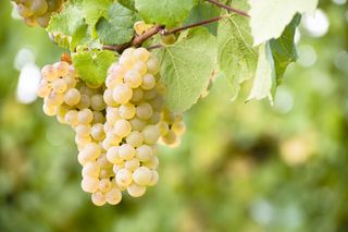 Arneis wine grapes