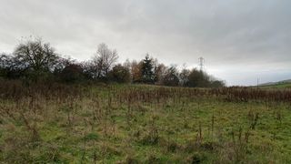 The photo shows an overgrown, grassy field, with a row of trees at the edge.