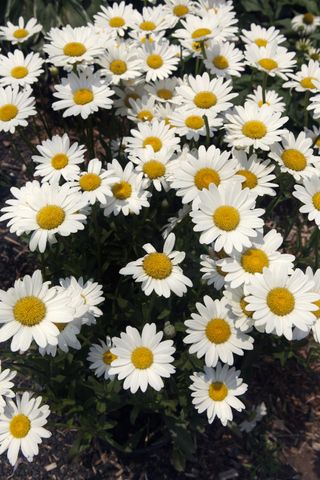 shasta daisies in a flower bed