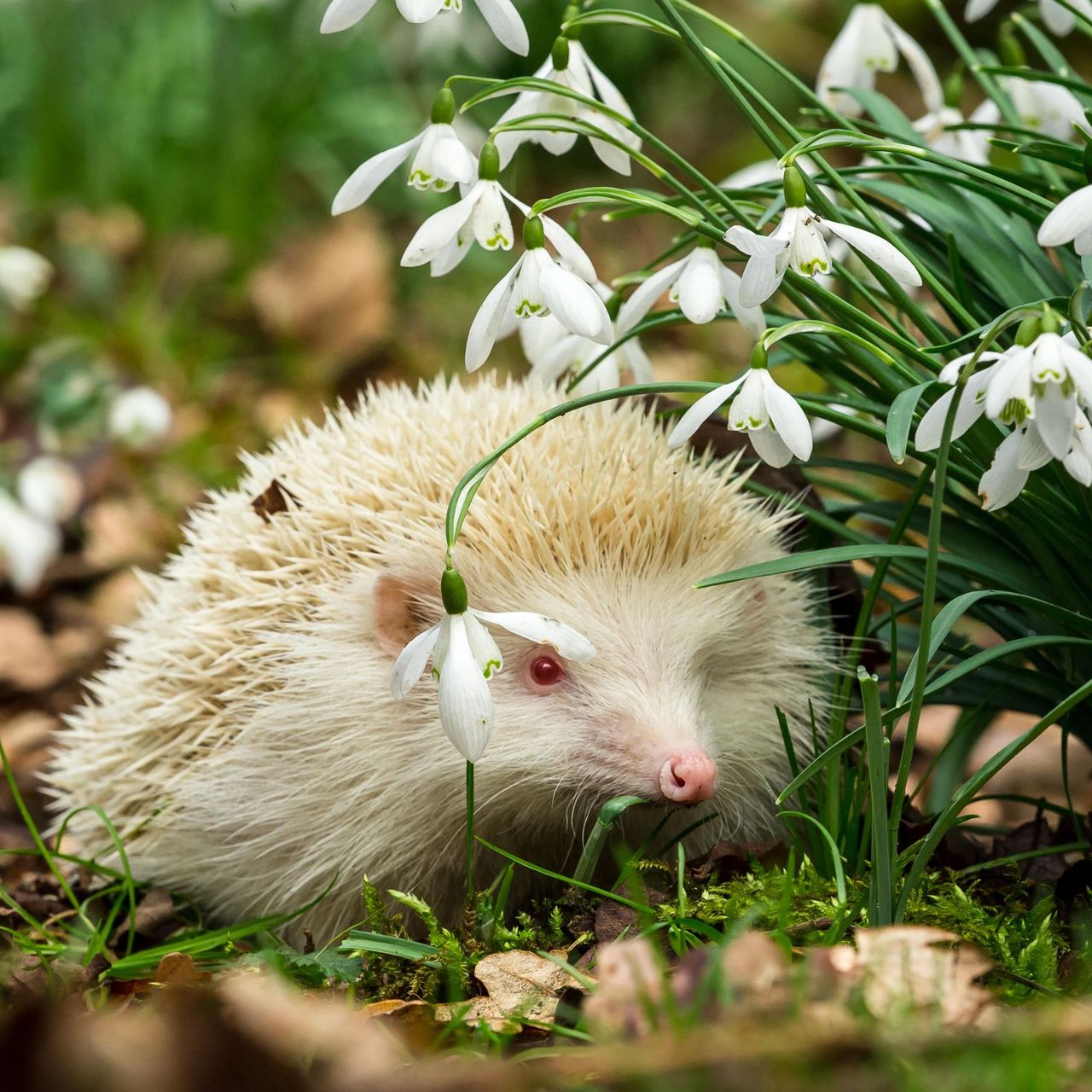 hedgehog in garden