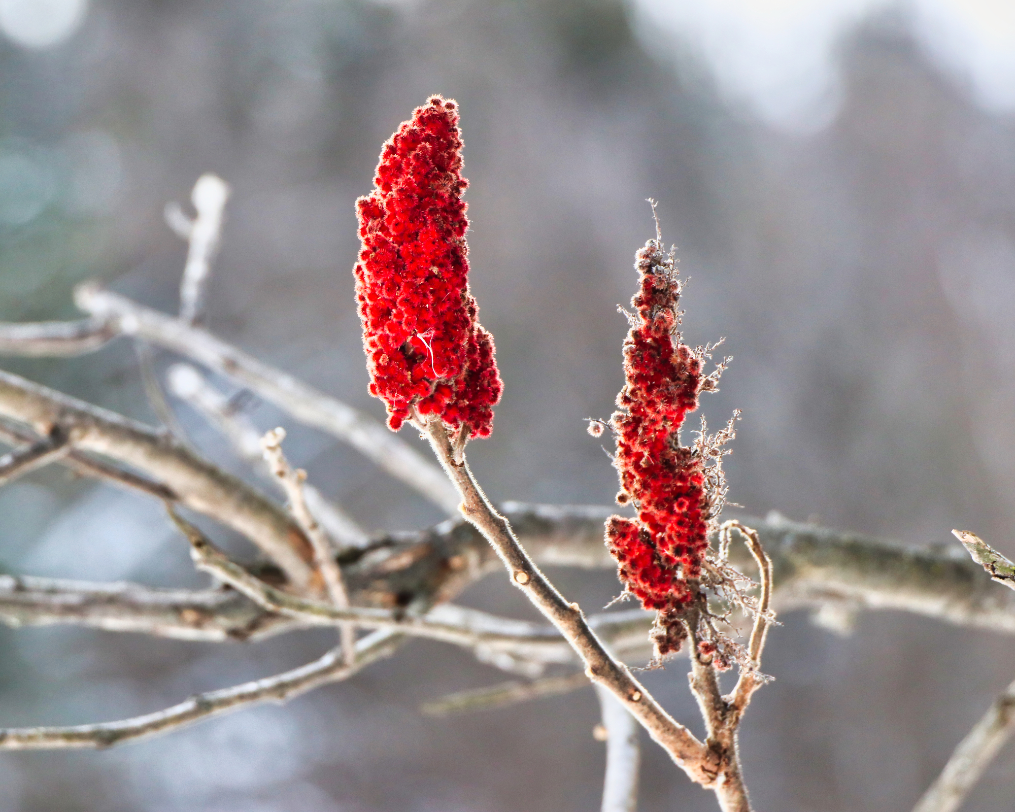 staghorn sumac berries in winter