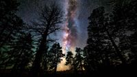 A photo of a bright Milky Way behind the silhouettes of trees