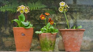 three terracotta pots with algae on the side and flowers in them