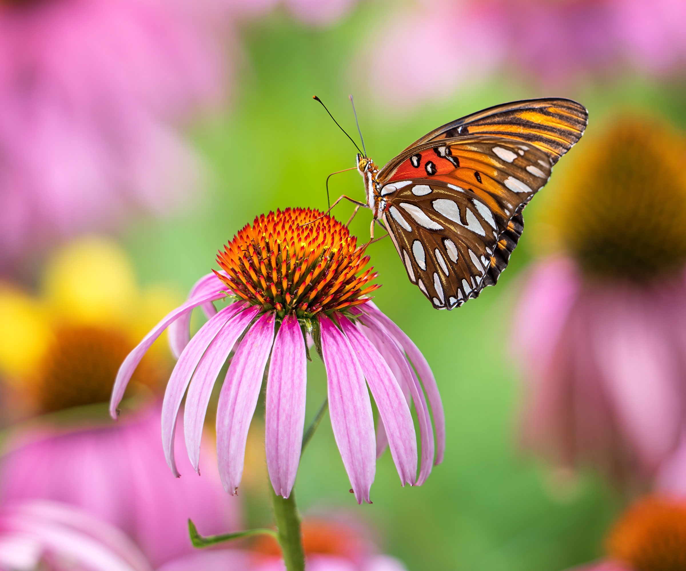 fritillary butterfly on small coneflower in garden