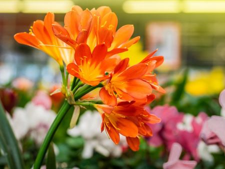 Orange Flower Clivia Plant