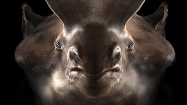 Rhino-like 'thunder beasts' grew massive in the evolutionary blink of ...