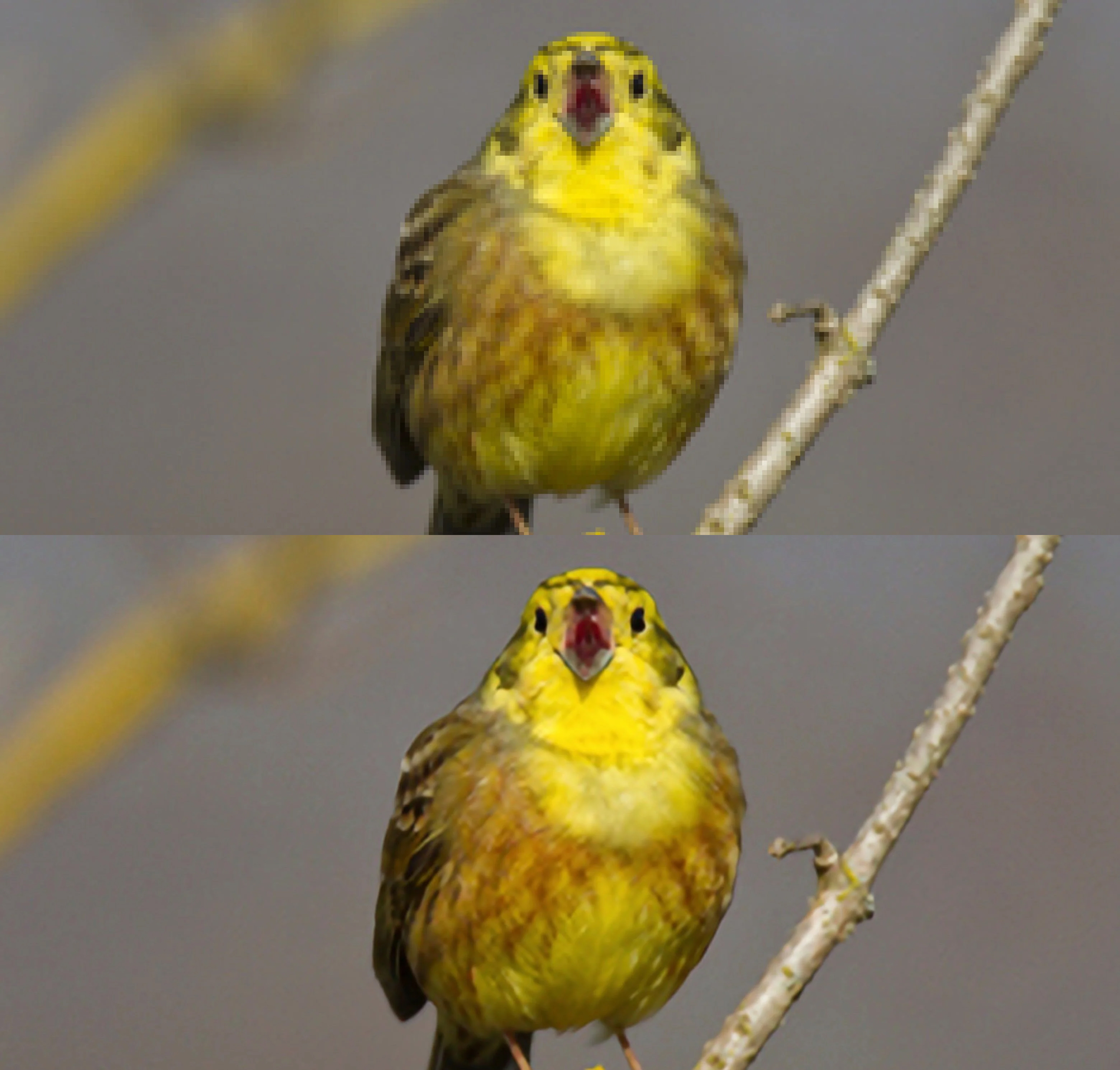 A before and after image of a bird, upscaled using Luminar Neo