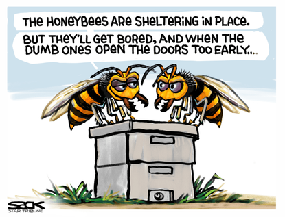 Editorial Cartoon U.S. murder hornets bees coronavirus quarantine