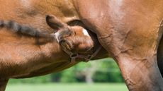 alamy-KPNEWG_330156272_577723372.jpg