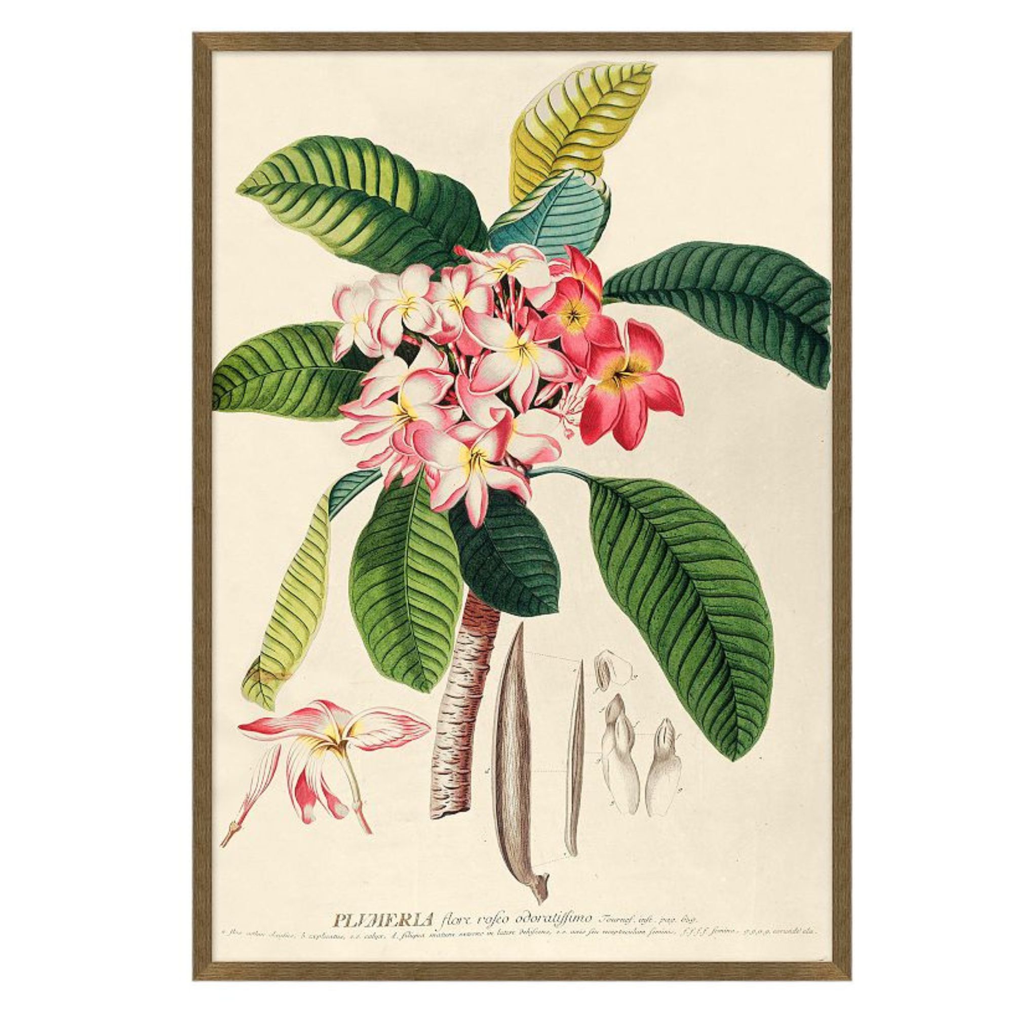 Plumeria Framed Print, from $398 at Pottery Barn