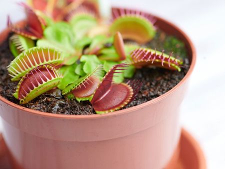 Potted Venus Flytrap Plant