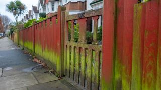 A front garden fence discoloured with green algae growing on the wooden slats